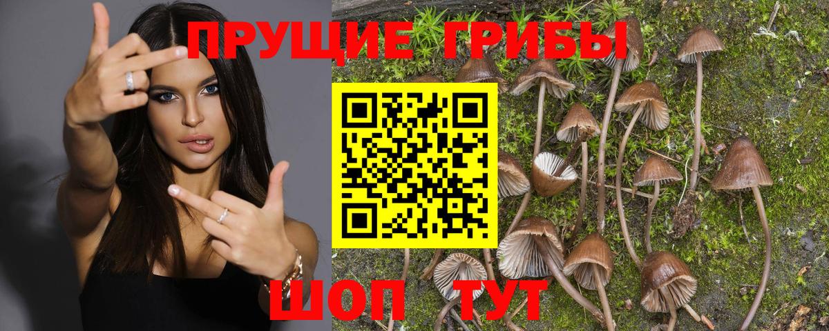 Псилоцибиновые грибы GOLDEN TEACHER Кстово